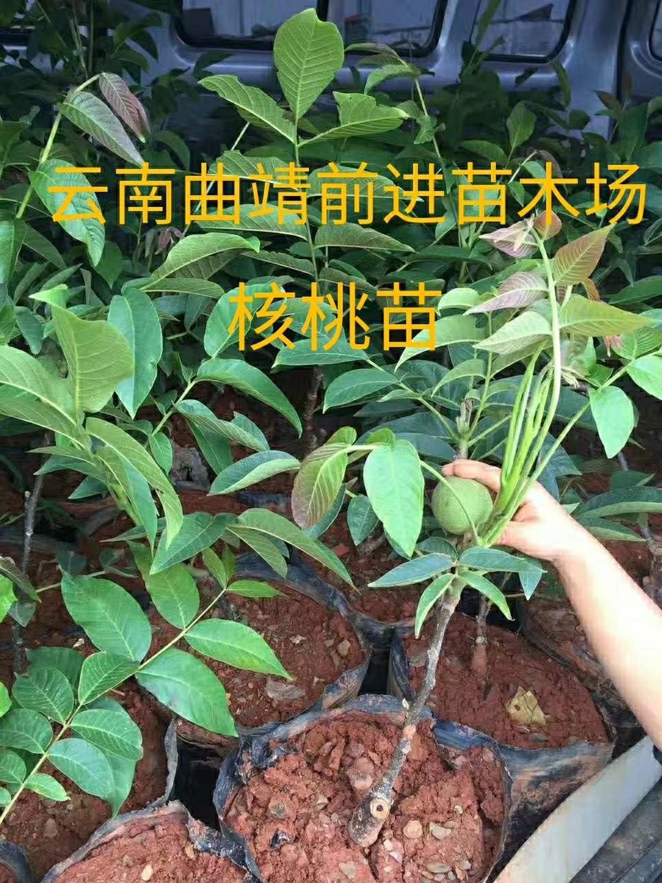 云新14号核桃苗  云南核桃苗，云新14，8518，云南大泡，川早