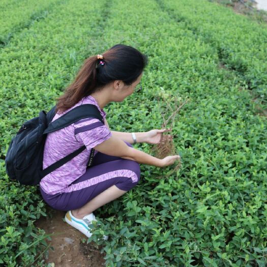 平邑县树形金银花 20~30公分