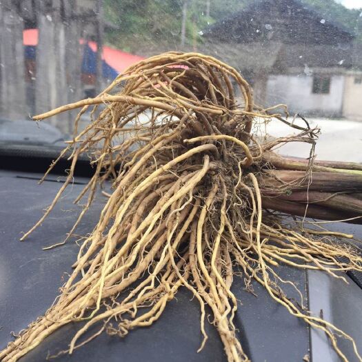 江口县缬草