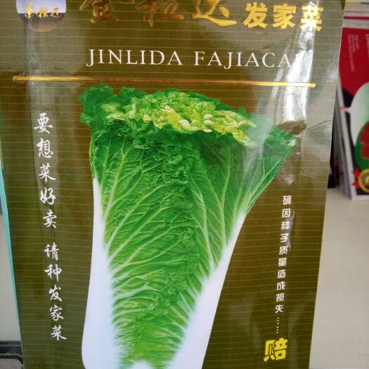 农安县大白菜种子 杂交种