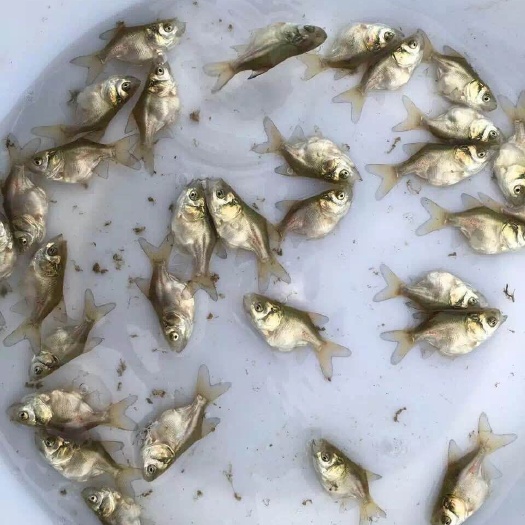 广州缩骨大头鱼苗 