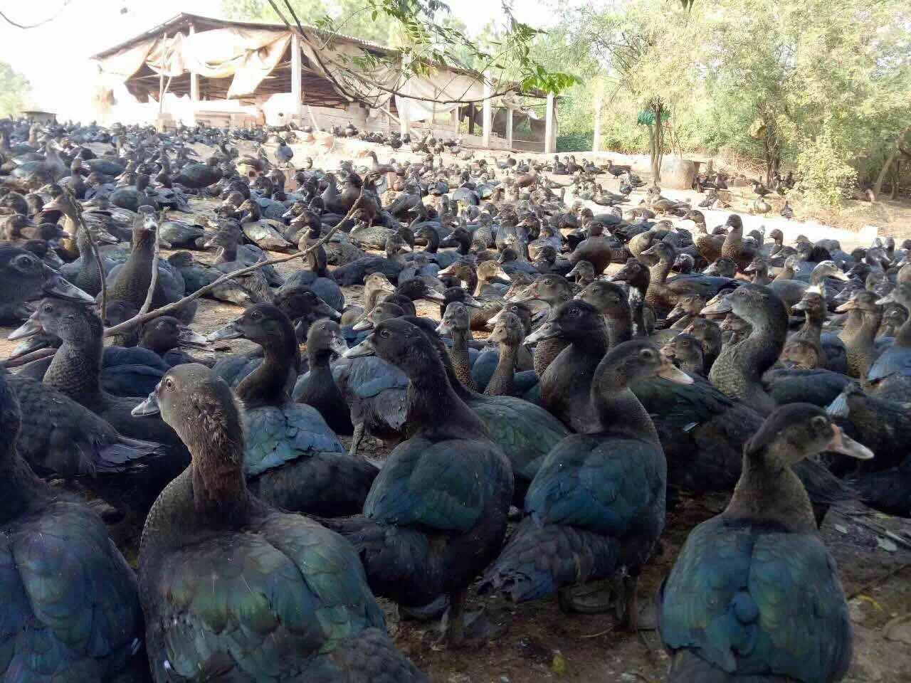 黑番鸭苗 未脱温 公母混合 出壳苗