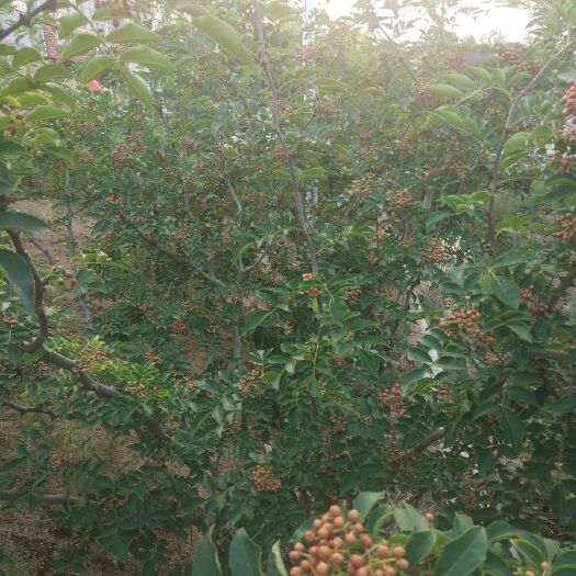 平邑县山东花椒 鲜花椒 一级