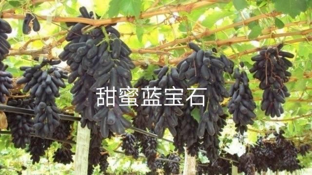 兴城市蓝宝石葡萄苗 