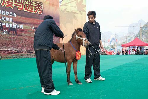 嘉祥县矮马 200斤以下