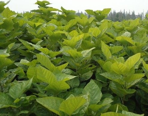 睢宁县草桑苗蛋白桑果桑