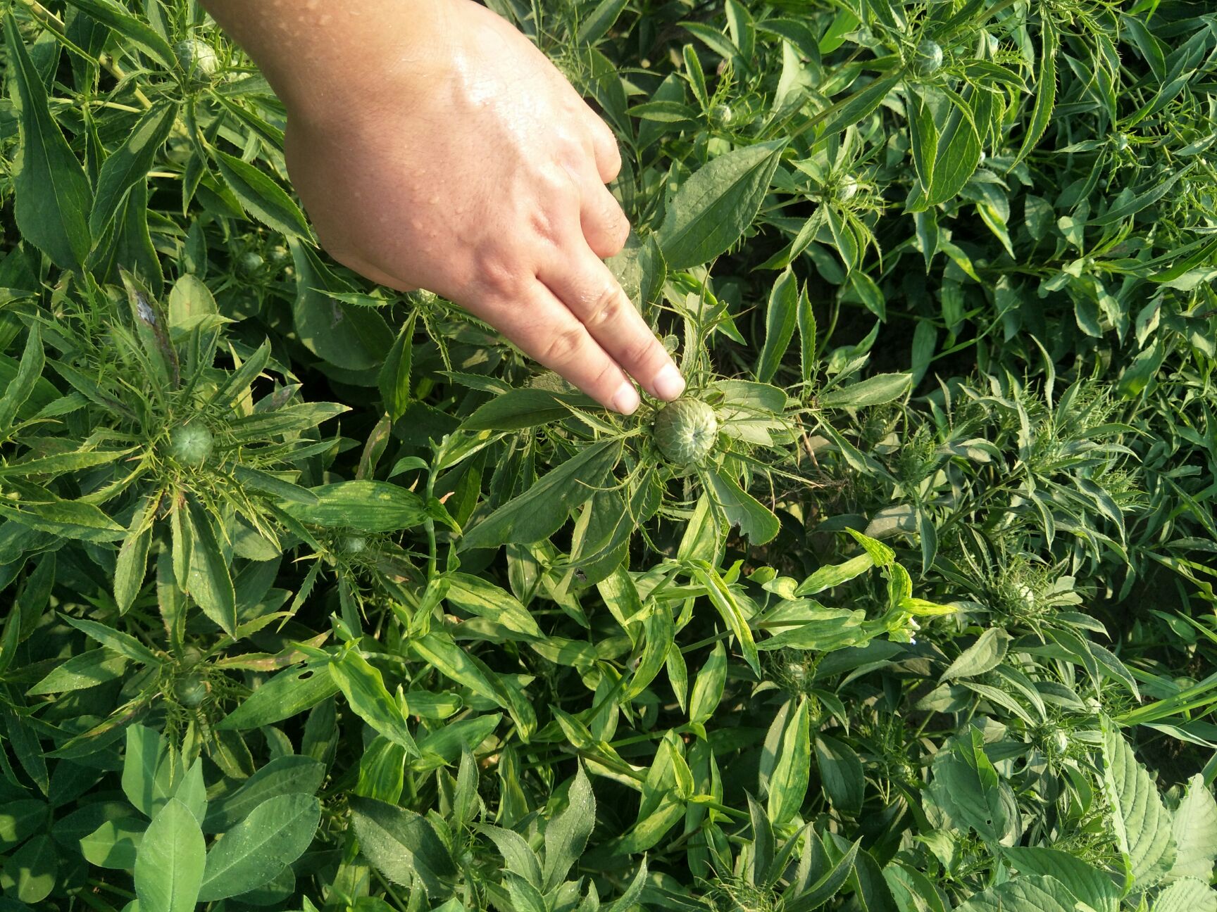  出售优质改良白术种苗