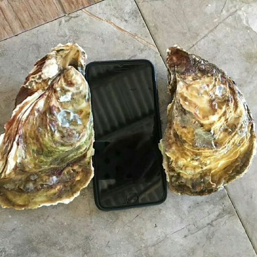 福建生蚝 高品质生蚝  生蚝