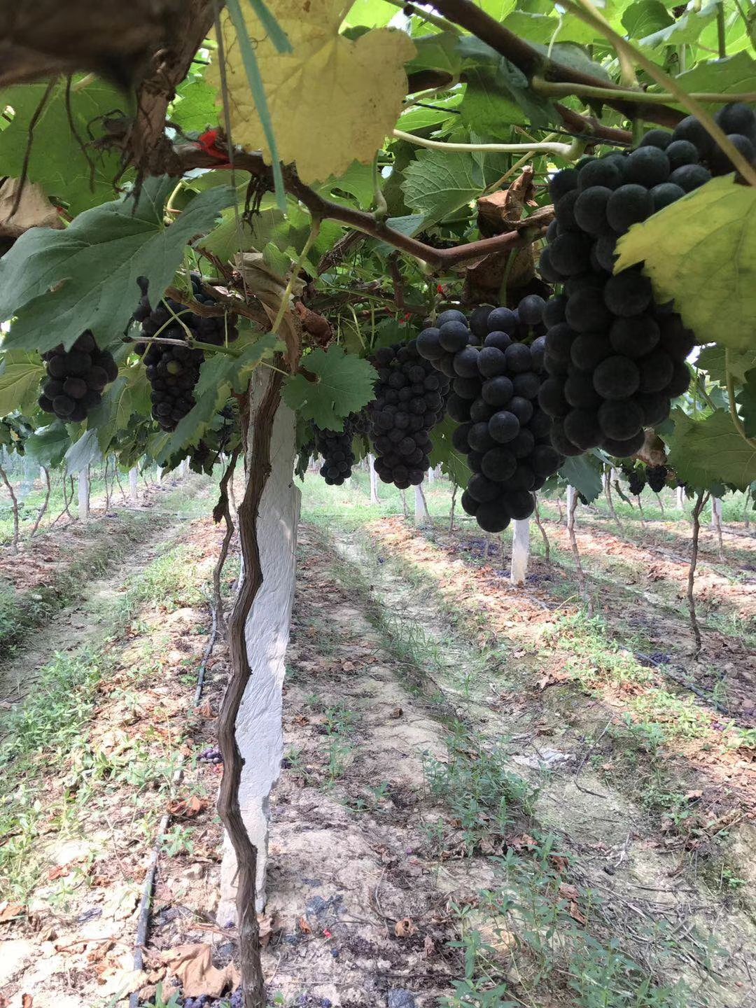  滕稔葡萄大量上市，欢迎各地客商来洽谈!