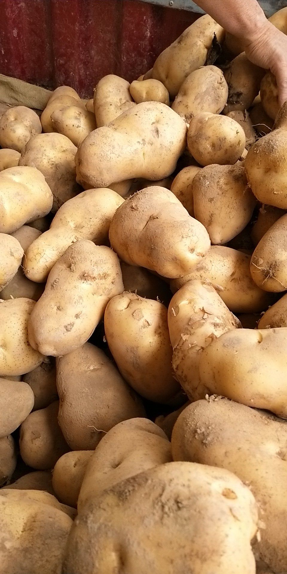 226土豆  228白心土豆，无虫眼无青头