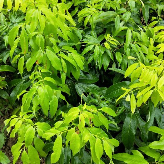 灵山县妃子笑荔枝苗 带营养杯发货