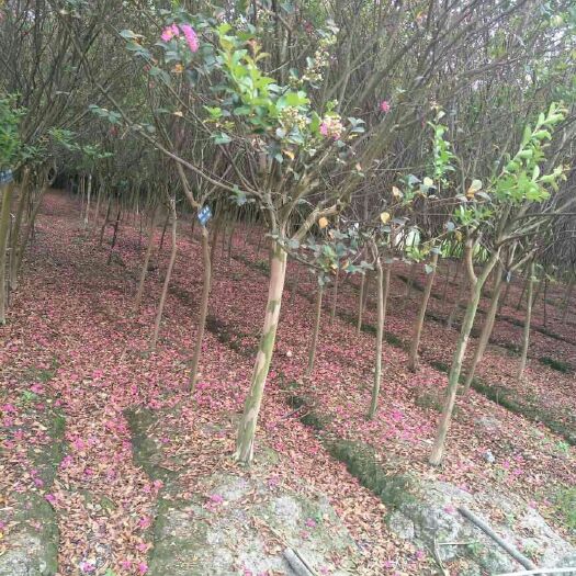 成都红花紫薇  高杆川红紫薇，丛生紫薇，低分枝紫薇