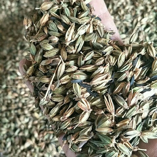 亳州中药材纯新过筛知母种子知母籽知母苗基地一手货源批发价格