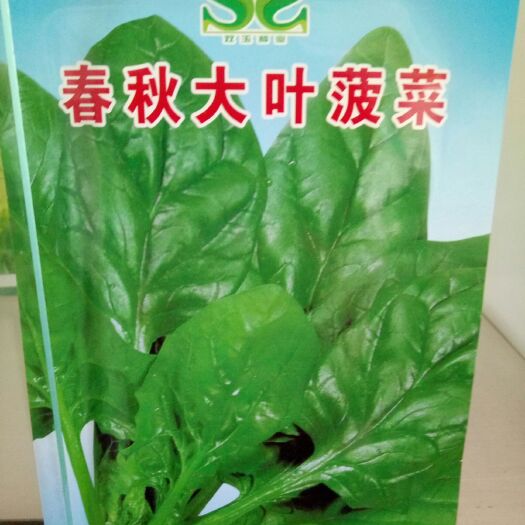农安县春秋盛丰菠菜种子
