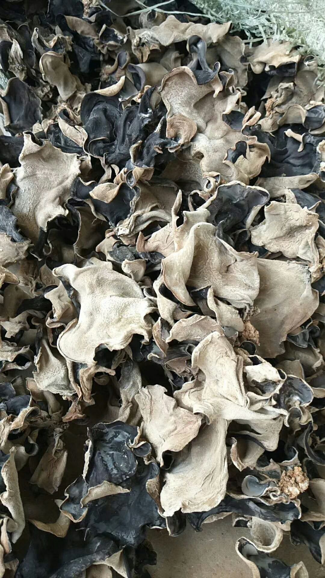 毛木耳 品质好 毛木耳批发 皮耳 口感好 新货 全国包邮！