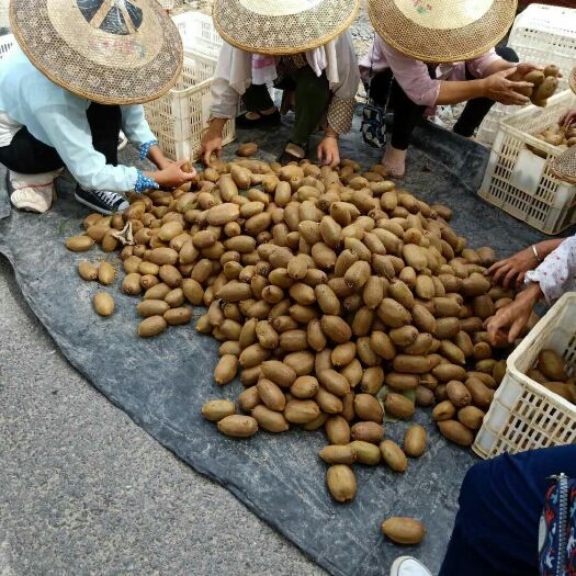 凤凰县绿心猕猴桃