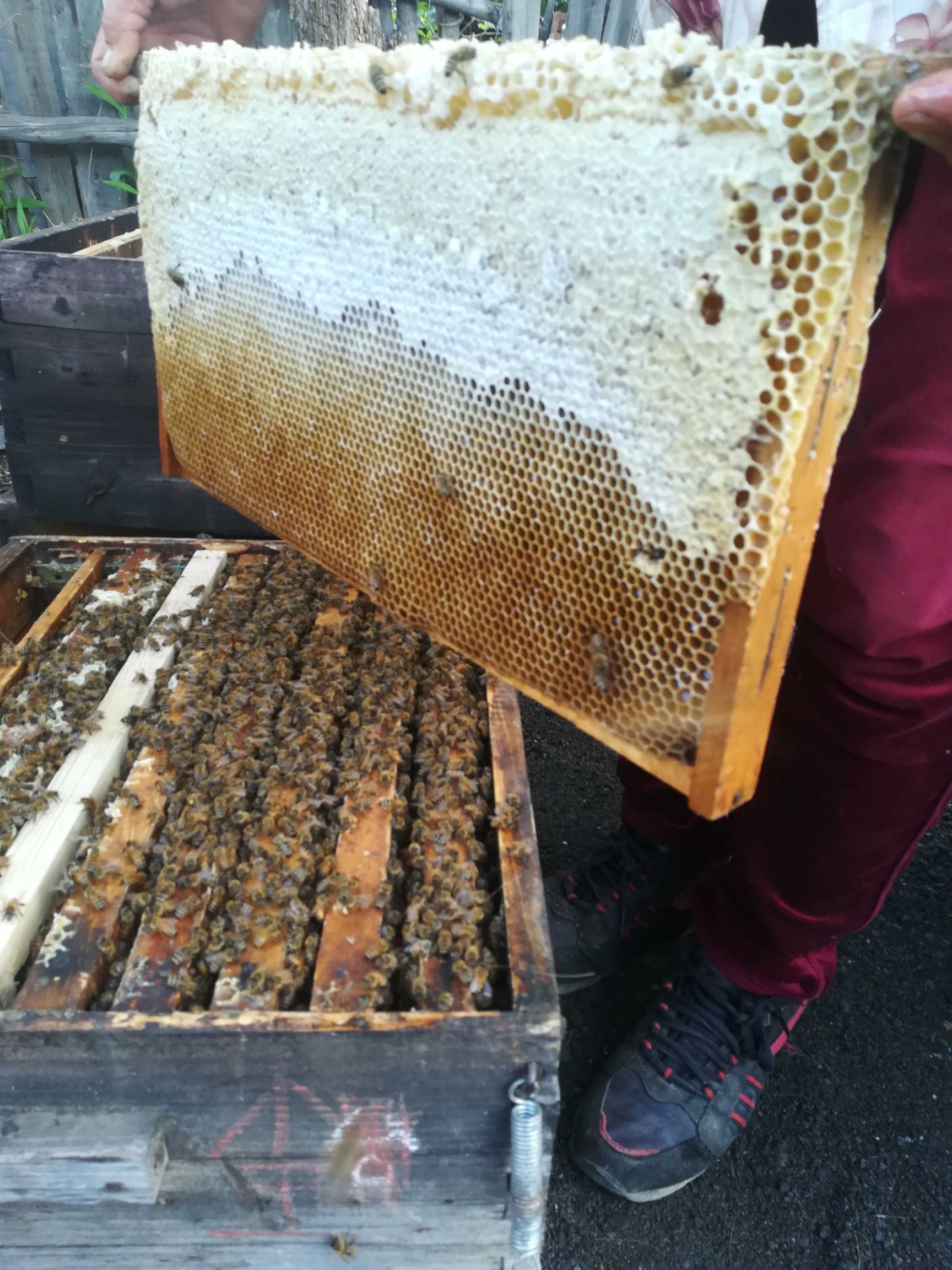 椴树蜜 塑料瓶装  2年以上 