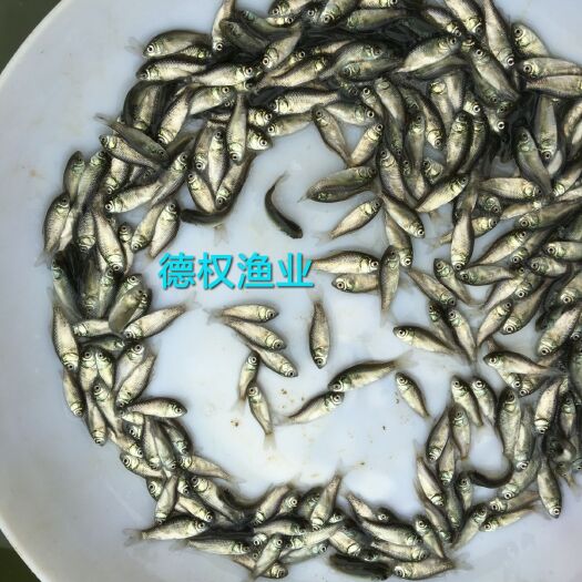 广州鲫鱼苗 