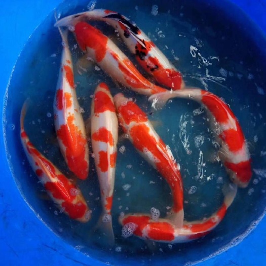 广州锦鲤鱼苗