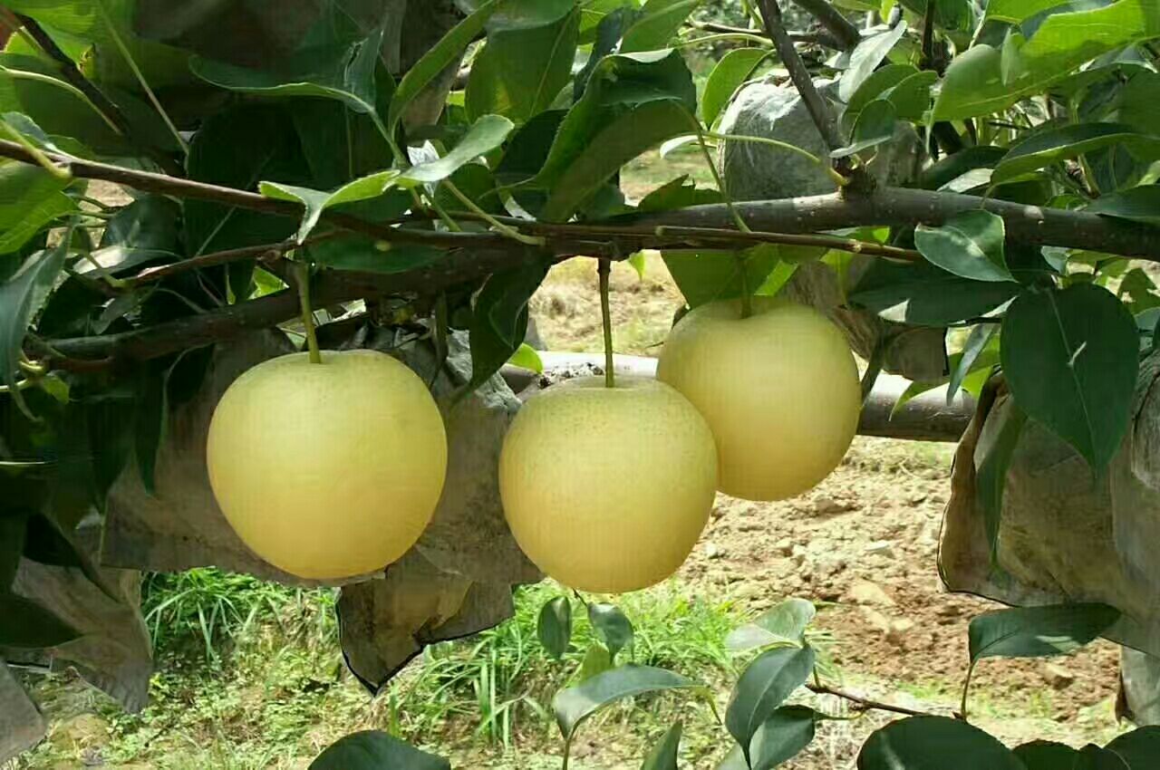 黄金梨 85mm以上 350-400g