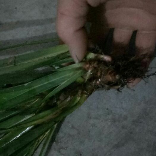 安化县石菖蒲  中药材菖蒲