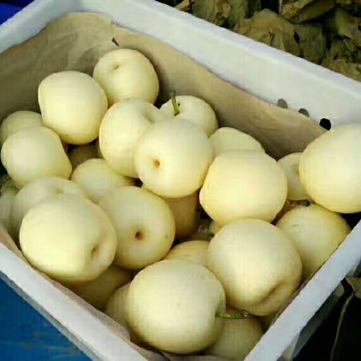 沂水县黄金梨 85mm以上 350-400g