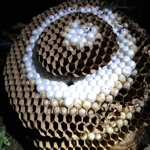 金平县马蜂