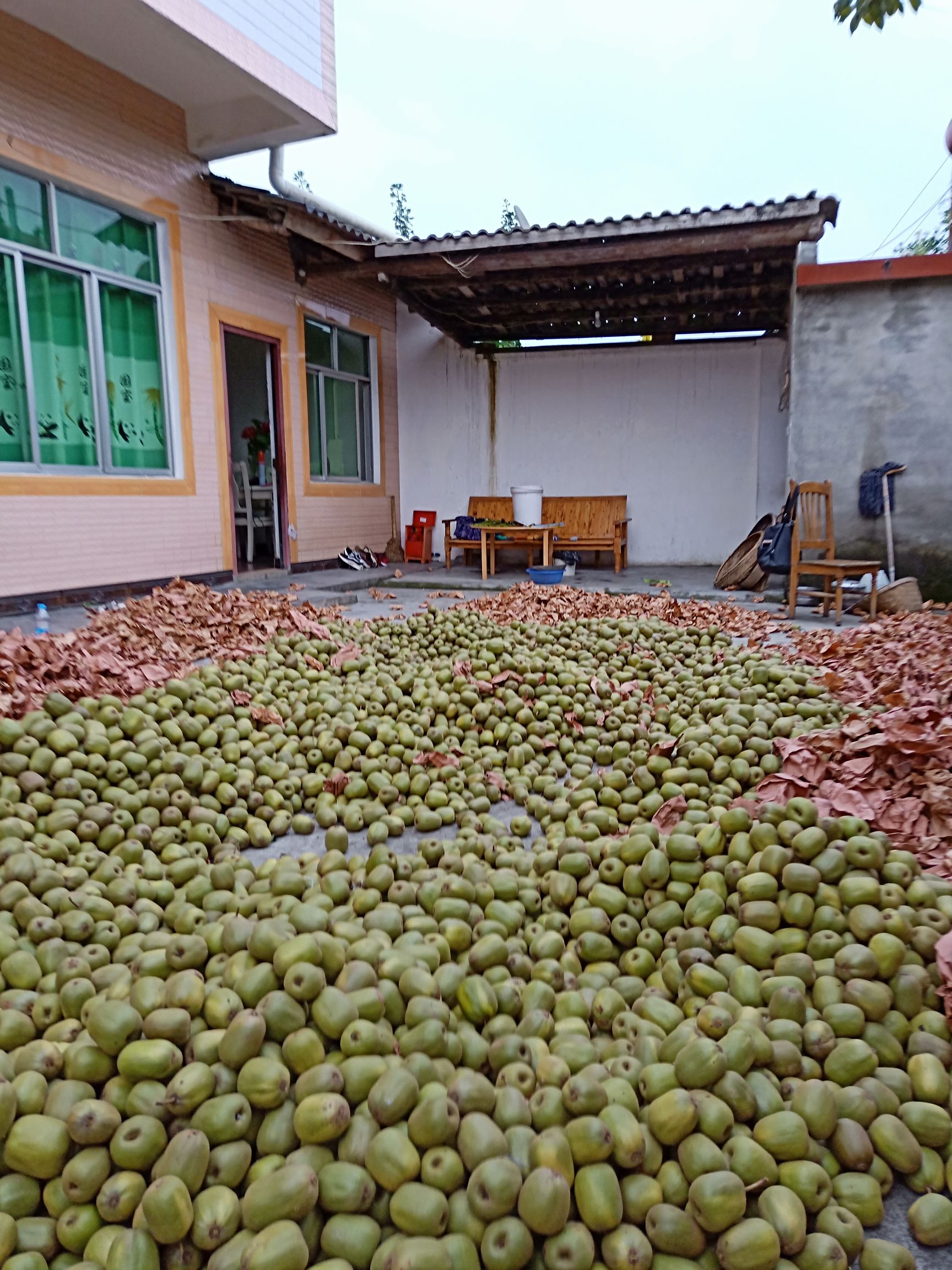 蒲江猕猴桃 60克以下