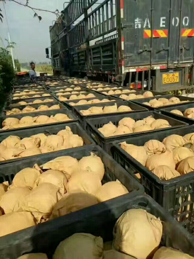 黄金梨 85mm以上 350-400g