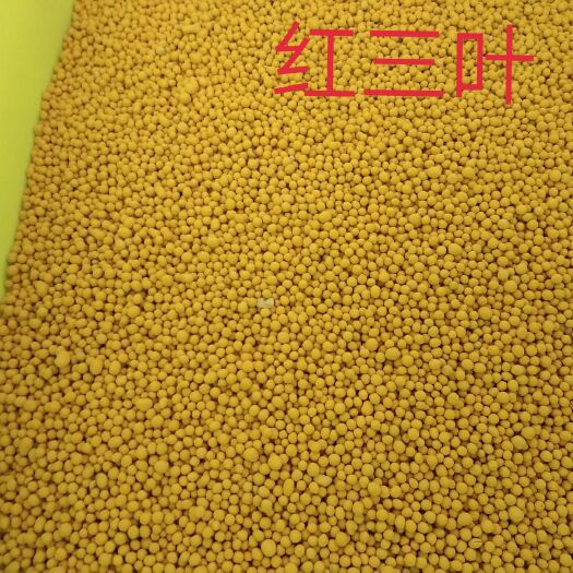 嘉祥县菊苣种子 