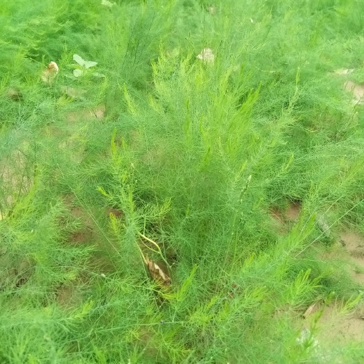 芦笋根  优质绿芦笋种苗，绿芦笋种子，绿芦笋种根