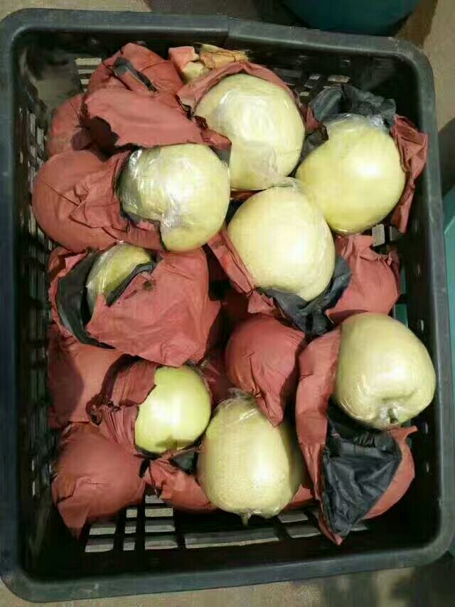 黄金梨 85mm以上 350-400g