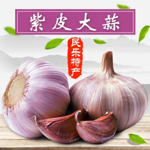 民乐县民乐紫皮大蒜 5.5-6.0cm 多瓣蒜 