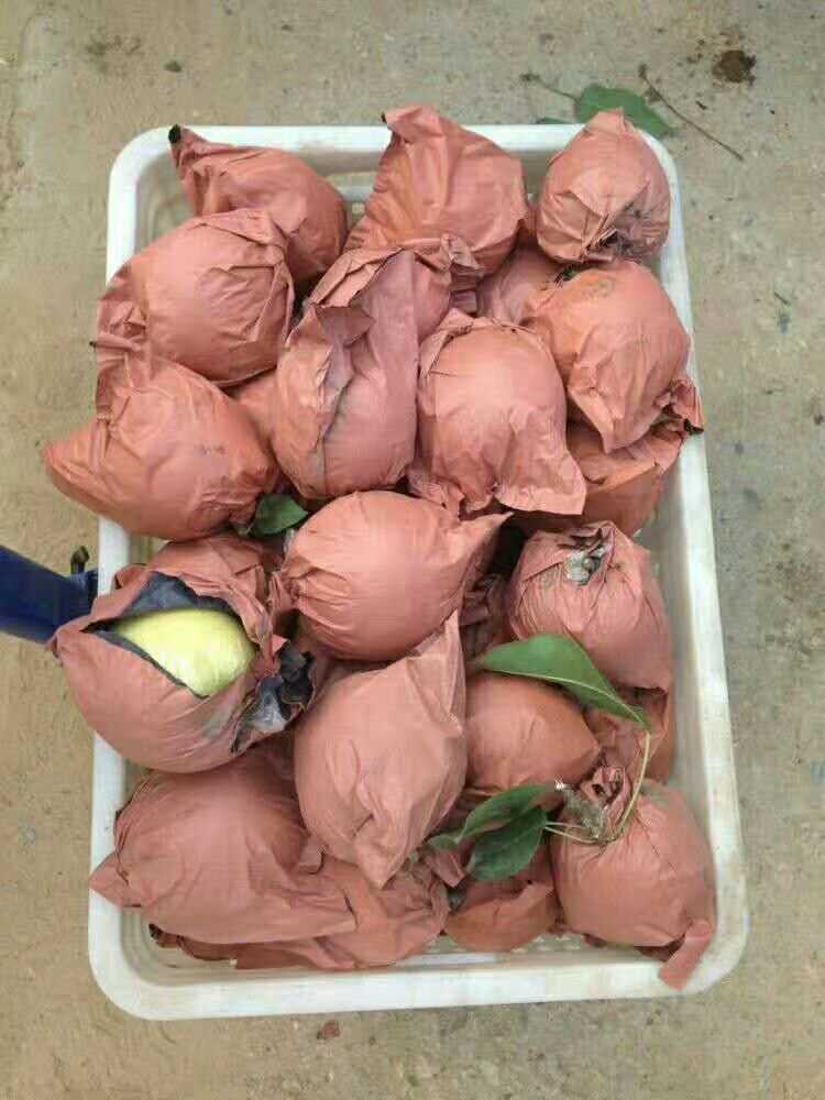 黄金梨 85mm以上 350-400g