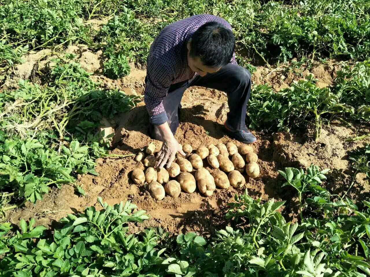 荷兰15克新 3两以上