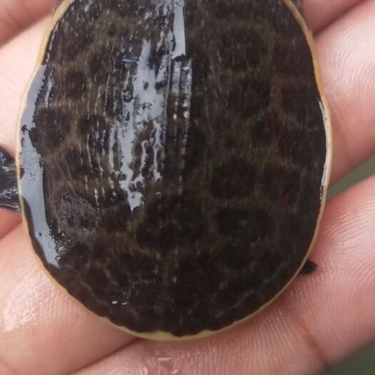南宁珍珠鳖苗 
