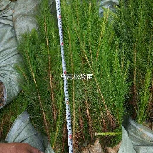 马尾松 0.5米以下