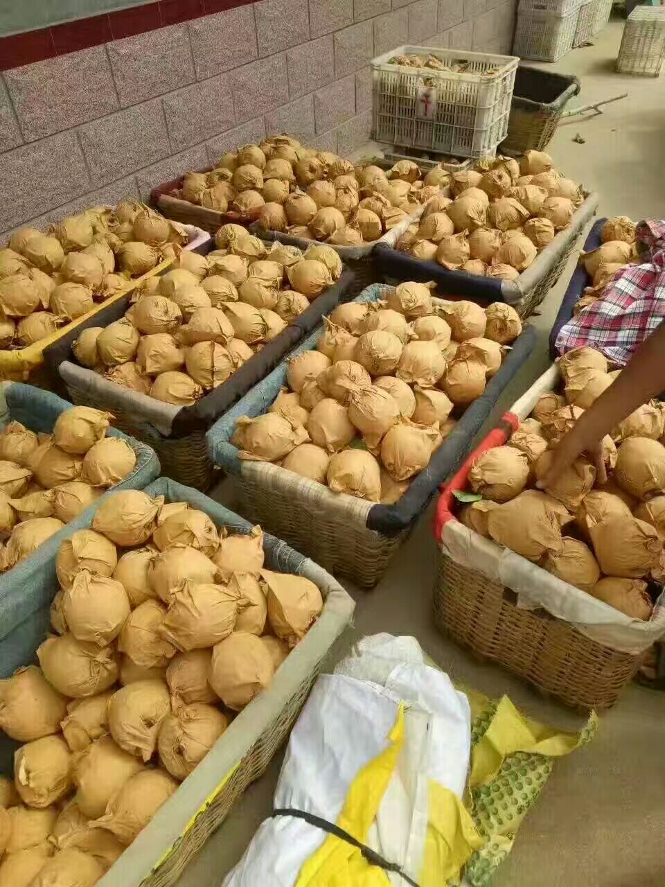 黄金梨 85mm以上 350-400g