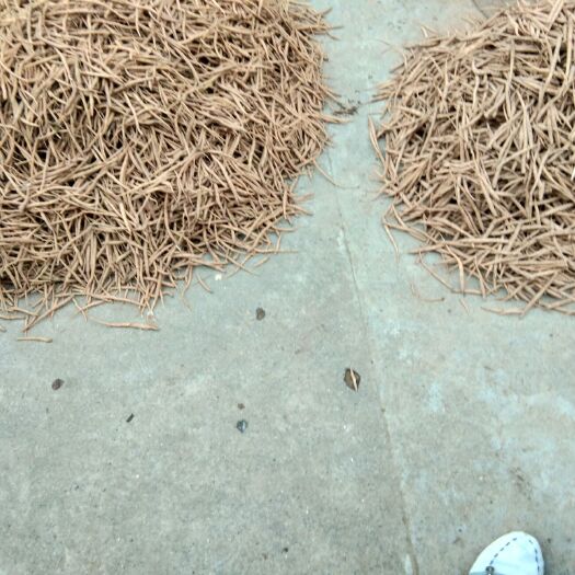 苍溪县沙参  苍溪秧子