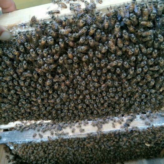 桂平市中蜂  蜜蜂  出售活体群 带王/带子脾带蜂蜜脾  箱子