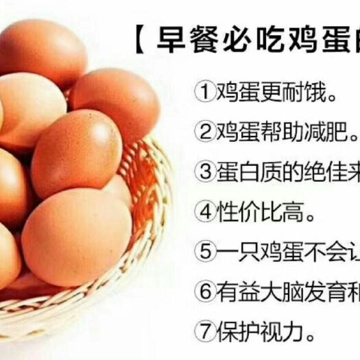 金湖县土鸡蛋 食用 礼盒装