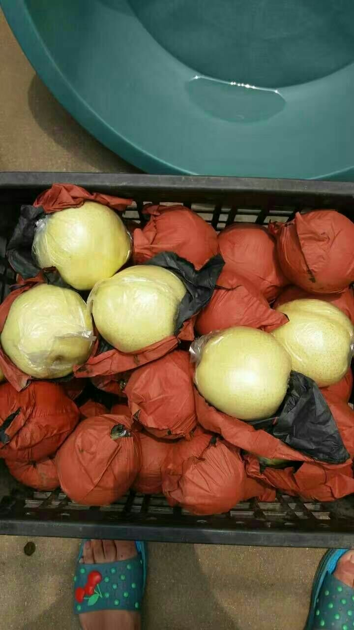 黄金梨 85mm以上 350-400g