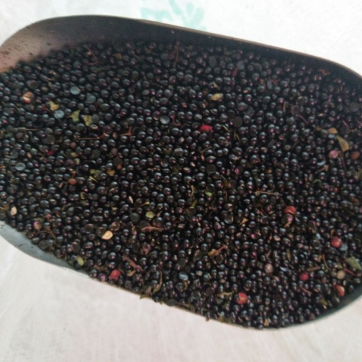 汉源县花椒种子 正宗汉源娃娃椒贡椒种子鸽子饲料原产地发货包邮