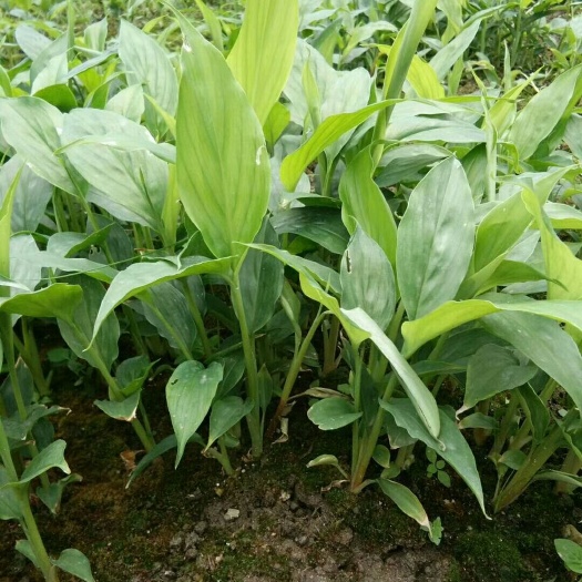 盈江县草果苗 散本苗 0.5~1米 