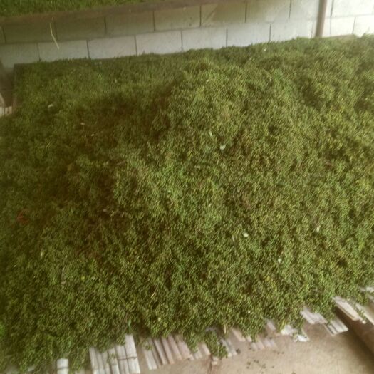 永胜县青花椒 云南省丽江市永胜县 干花椒 一级