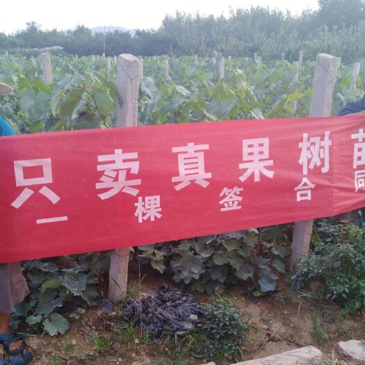 平邑县藤稔葡萄苗 
