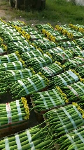 东海县鲜花丝瓜 40cm以上 