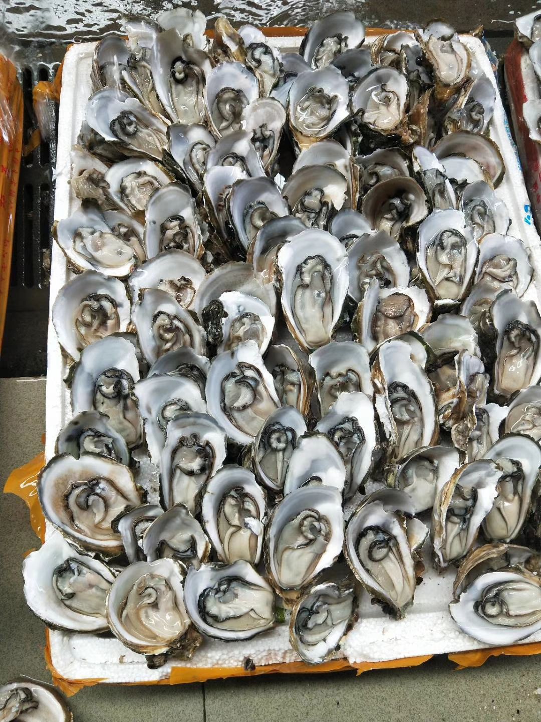 湛江牡蛎 人工养殖 5-6两/只 