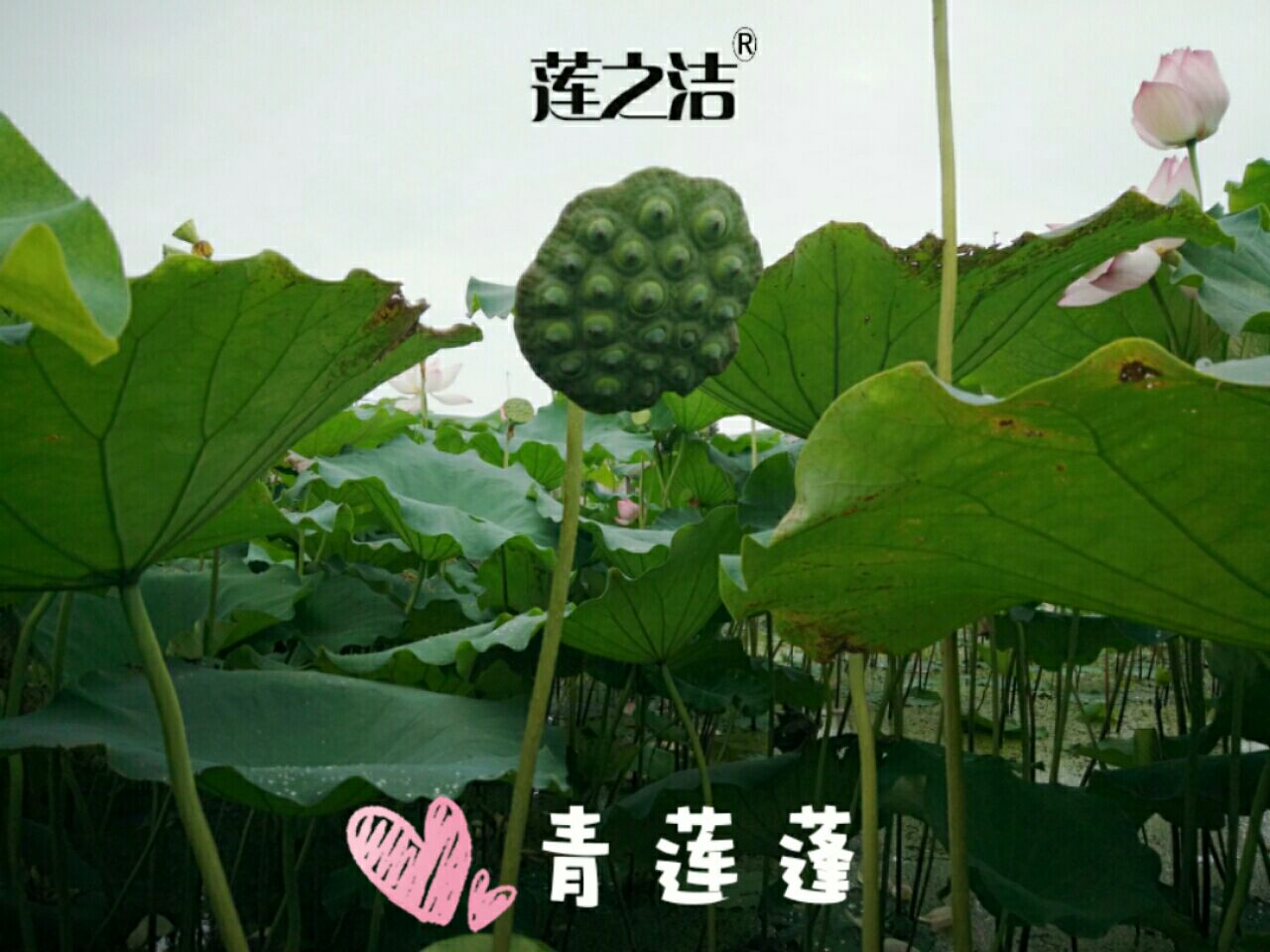白莲子 2025 年湘莲手工白莲有心无心两款，传统工艺制作