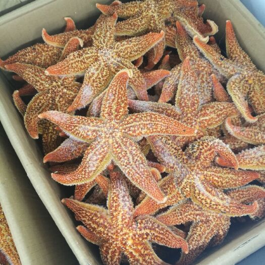 济南 海星饱满多籽
